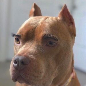 Meet your Posher, Ronnie